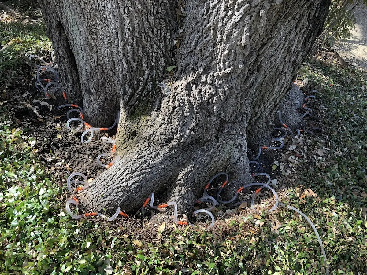 Detailed Tree Cabling and Bracing job site in Great Bend